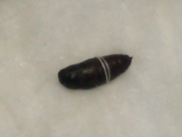 IMG034(1)
